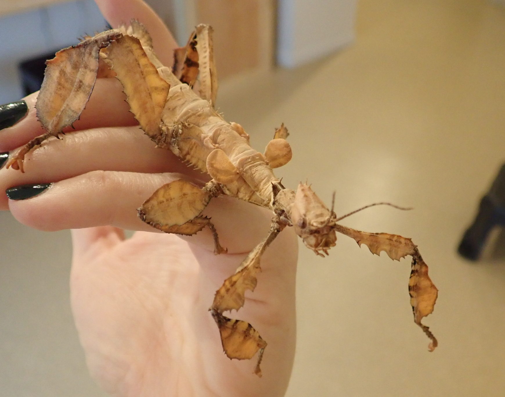 An Australian walking stick