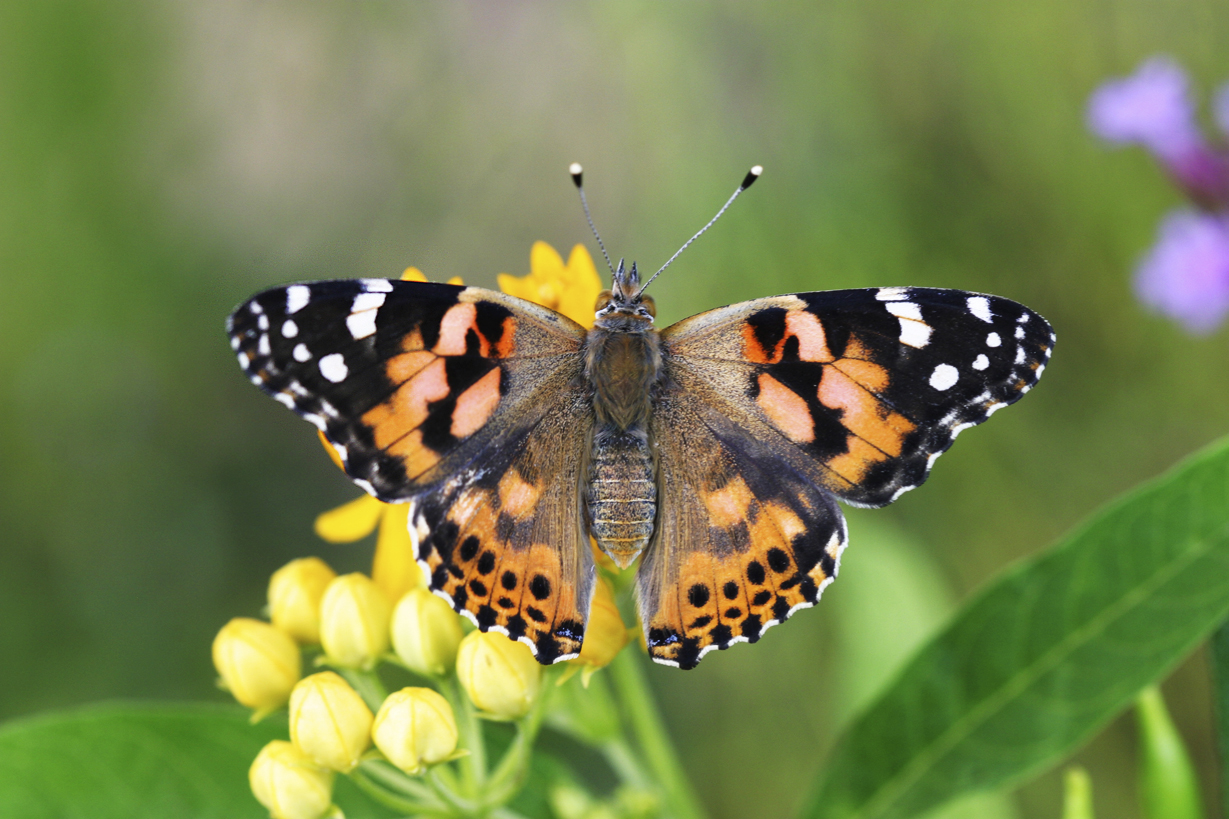 Painted Lady Butterfly Chrysalis Turns Black Painted Lady Butterfly Chrysalis Turns Black