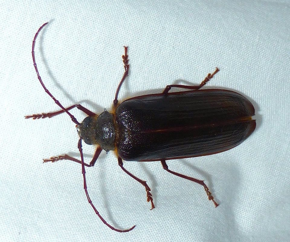 What’s Buzzin’? — California Root Borer, female (Prionus californicus