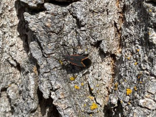Closeup of a black and red boxelder bug on bark.