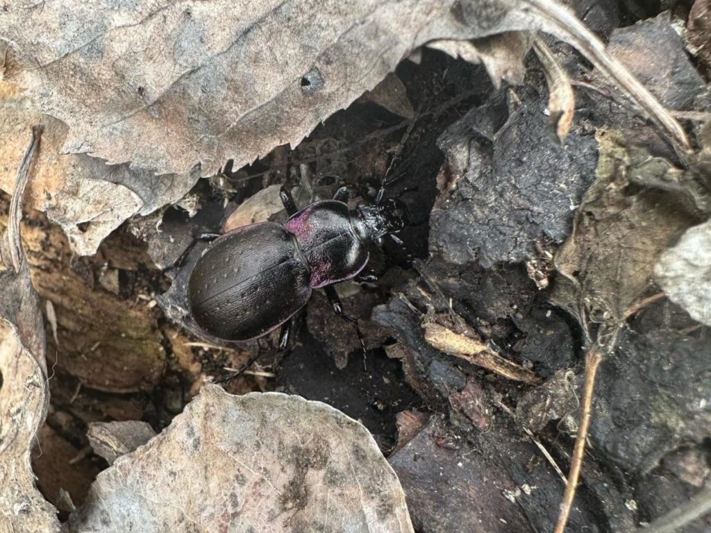 Closeup of a metallic black ground beetle.