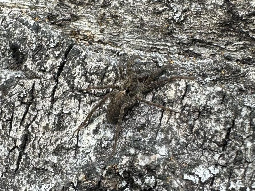 Closeup of a dark gray wolf spider on a log.