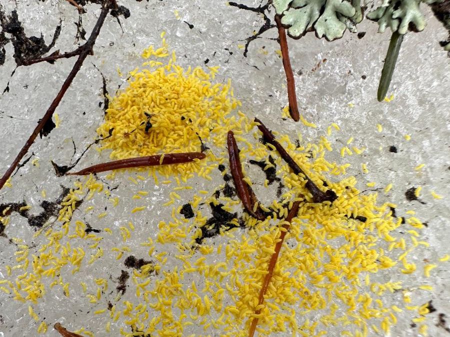 A large group of yellow, rice-sized snow fleas on a snow patch.