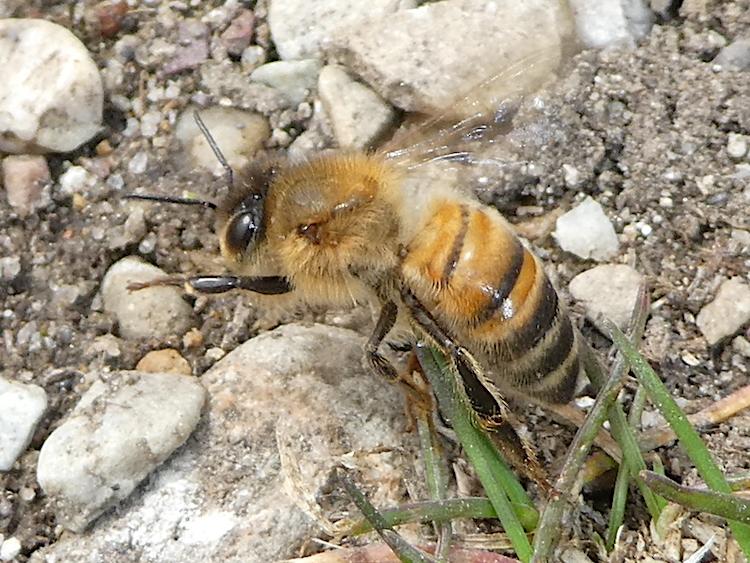 Closeup of a western honey bee about to take off from the ground.