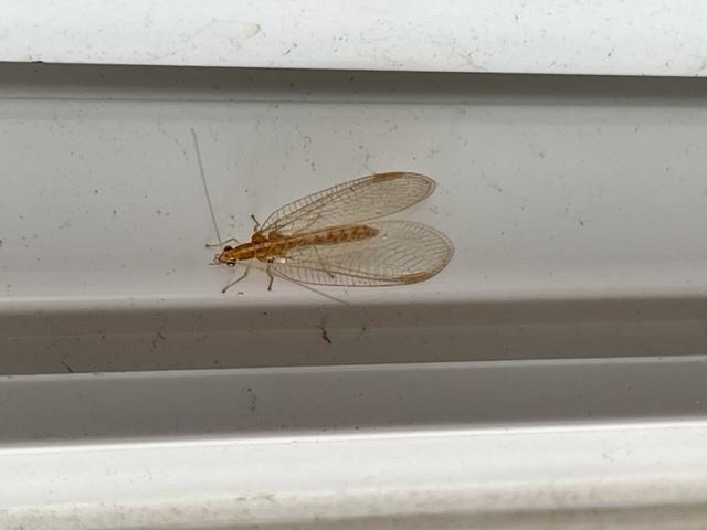 Closeup of a brown-colored lacewing on a windowsill.