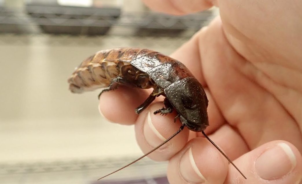 A hissing cockroach