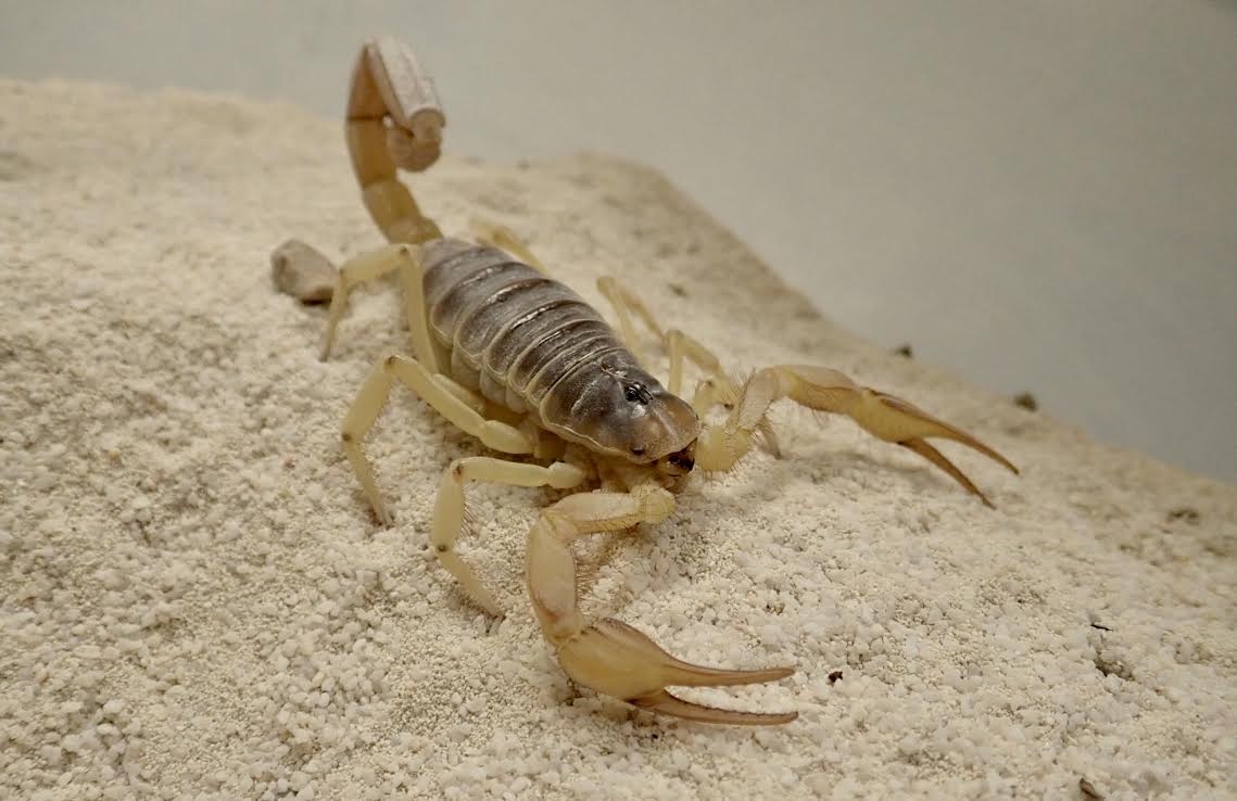 A desert hairy scorpion