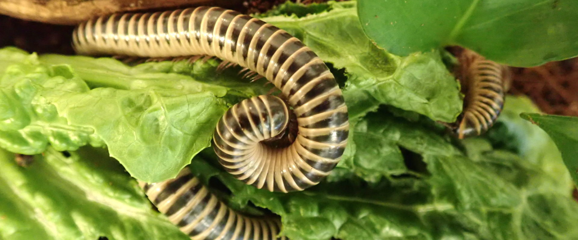 Florida Ivory Millipedes feeding on lettuce