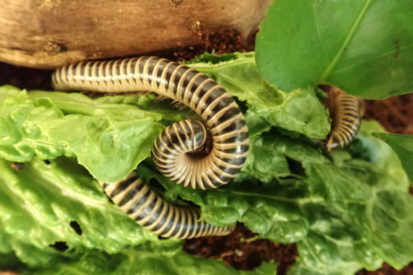 Florida Ivory Millipedes feeding on lettuce