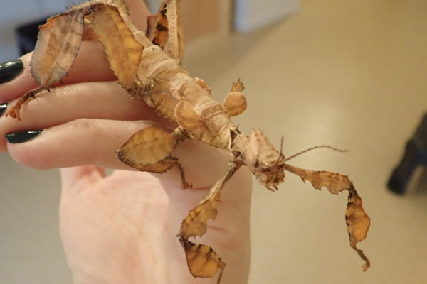 An Australian walking stick