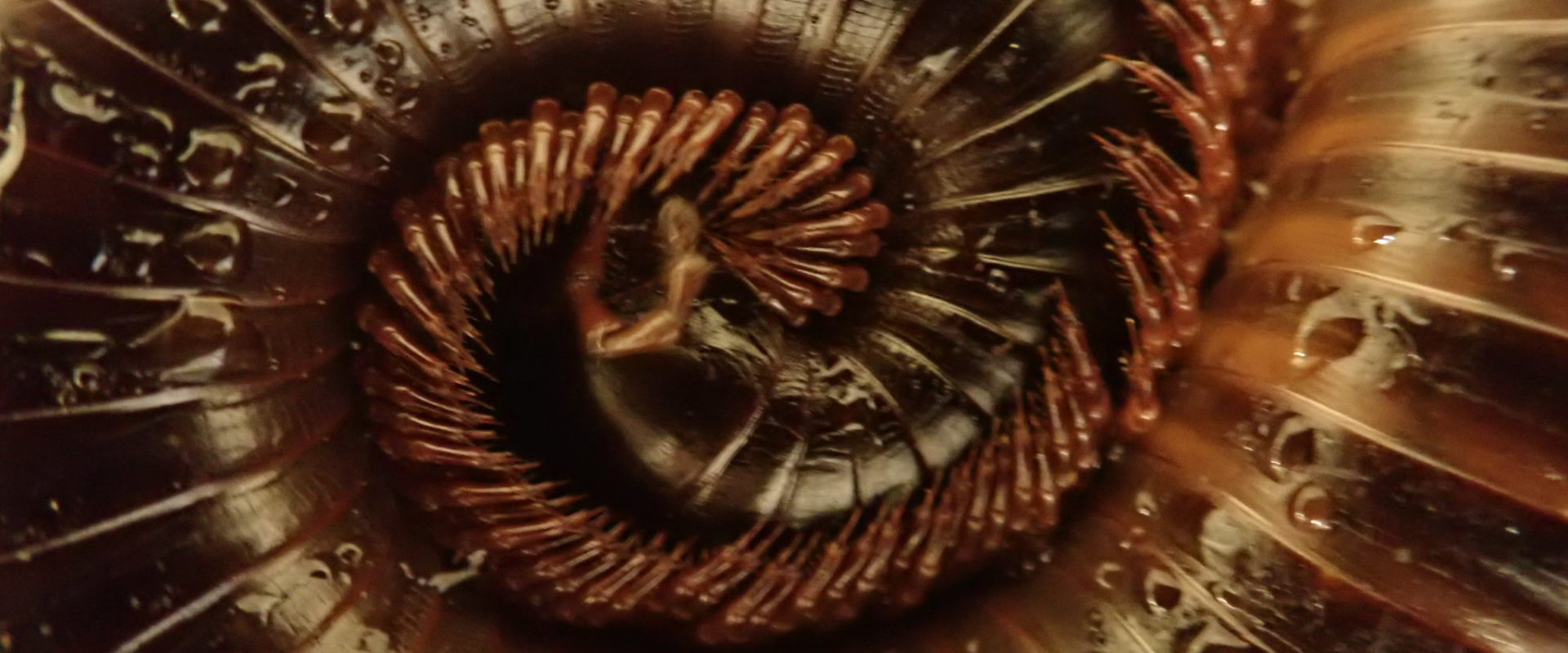A giant African millipede curled up