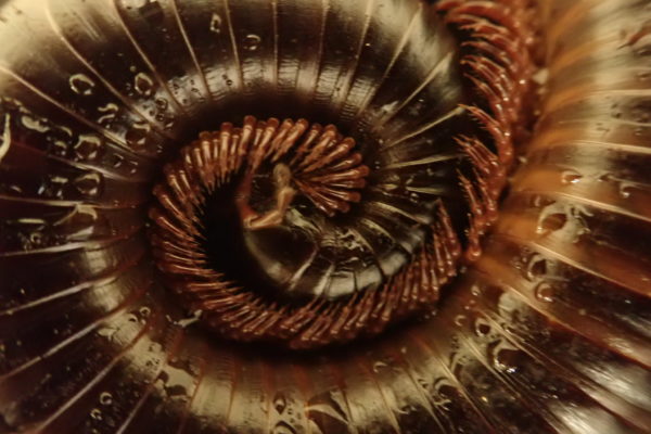 A giant African millipede curled up