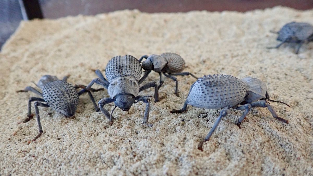 Blue Death Feigning Beetle Educational & Fun Desert Habitat Asbolus verrucosus 