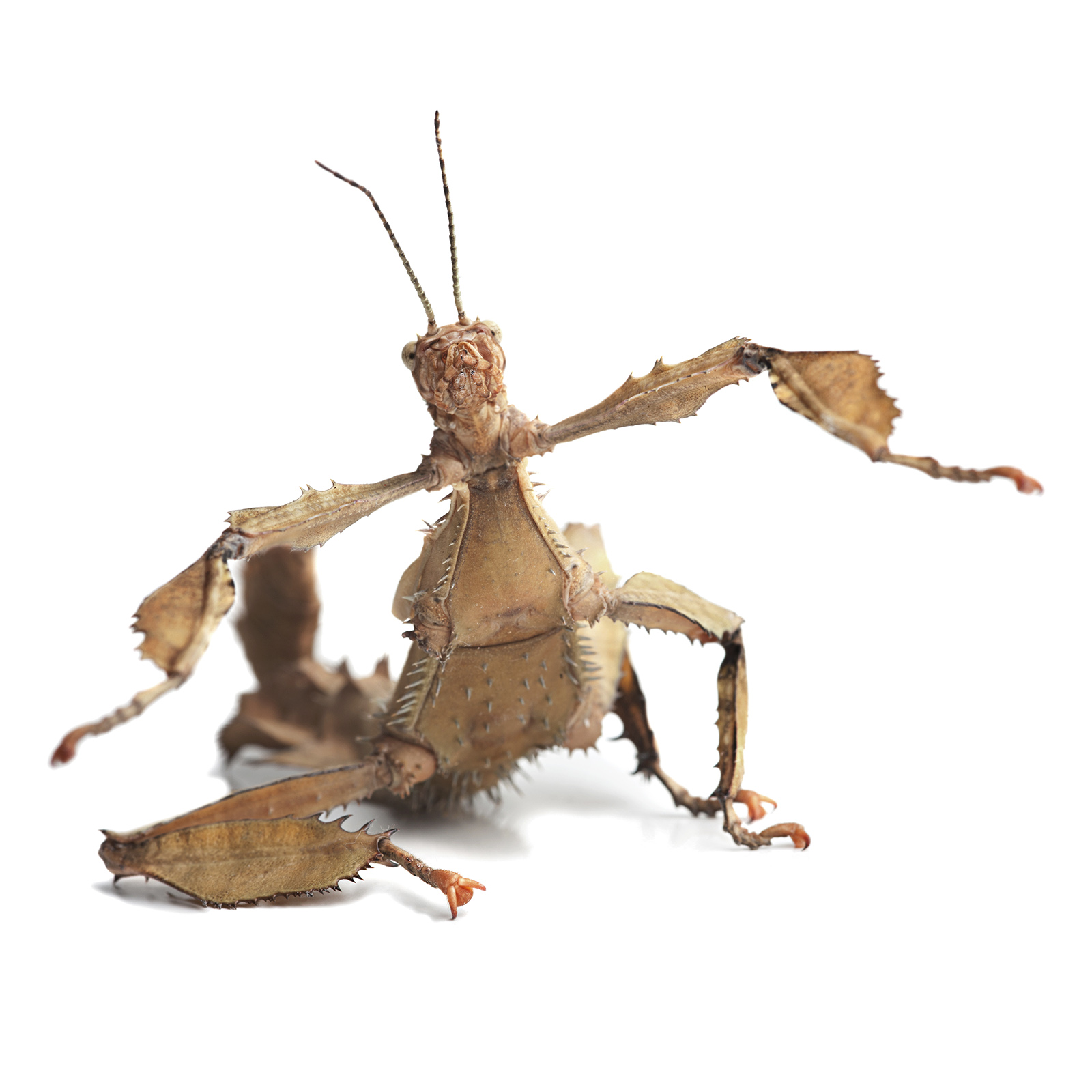 Aussie Photo of an Australian Walking stick on a white background, in a sitting position with front legs outstretched.