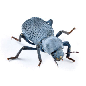 Photo of a Blue Death Feigning Beetle on a white background.