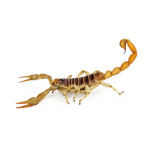Photo of a Desert Hairy Scorpion on a white background.