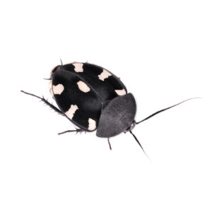 Photo of a Domino Cockroach on a white background.