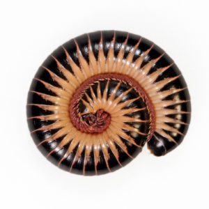 Photo of a Florida Ivory Millipede curled up into a spiral on a white background.