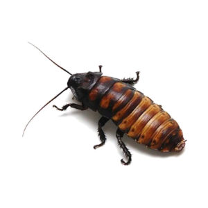 Photo of a Madagascar Hissing Cockroach on a white background.