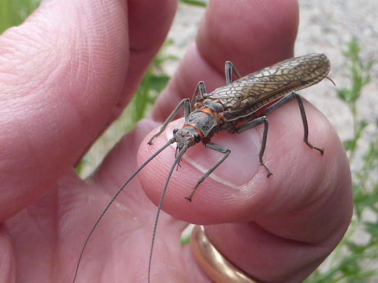 Photo of a mature stone fly sitting on a person's ring finger.