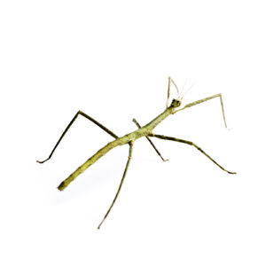 Photo of a walking stick insect on a white background.