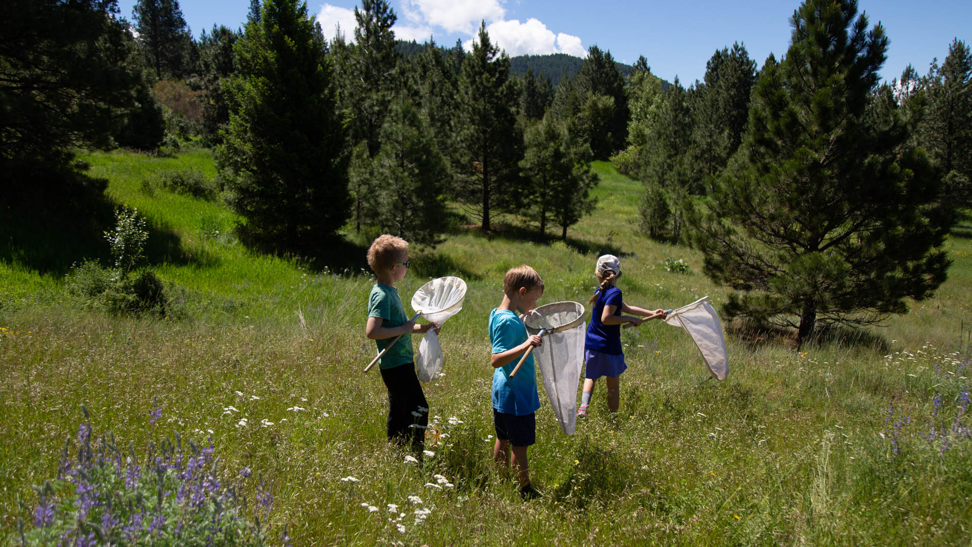 Photo of children in a mountain meadow with butterfly nets catching insects.