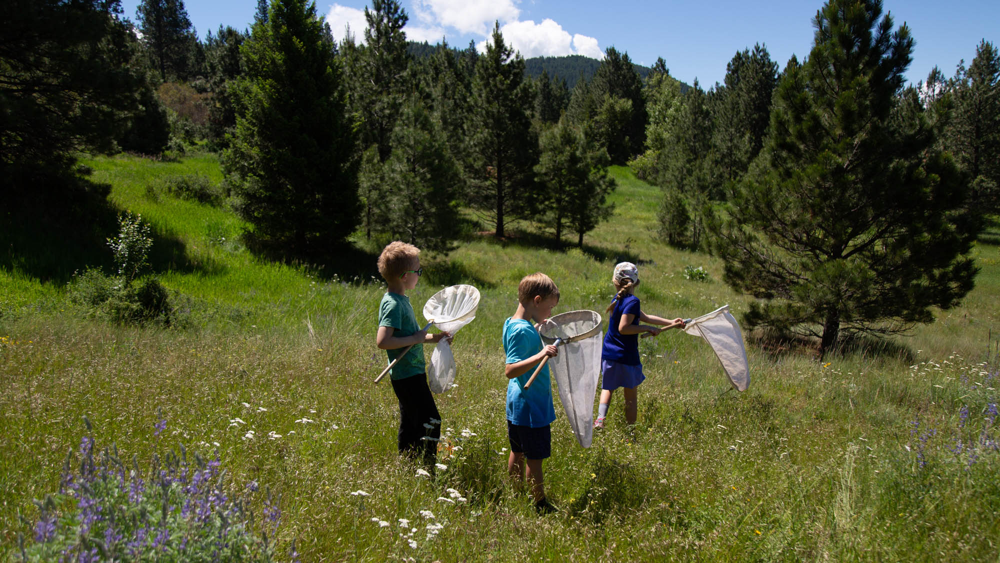 WhatsBuzzinBackyard Photo of children in a mountain meadow with butterfly nets catching insects.
