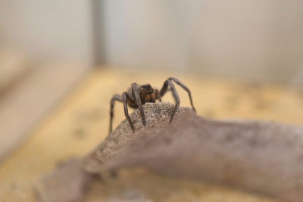 A wolf spider poses on a branch in a terrarium.