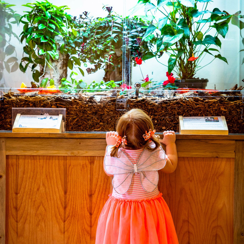 Photo of small girl with butterfly wings on looking into a butterfly enclosure.