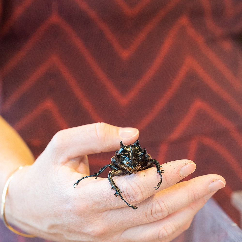 Photo of a stag beetle being held in a person's hand.