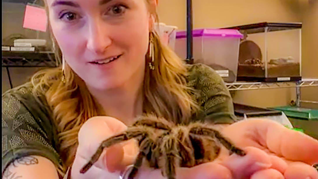 Close-up of Bug Wrangler Brenna showing Rosie, a tarantula, to the camera during an Online Bug Encounter.