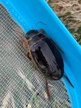 Closeup of a black-green aquatic beetle sitting in a net.