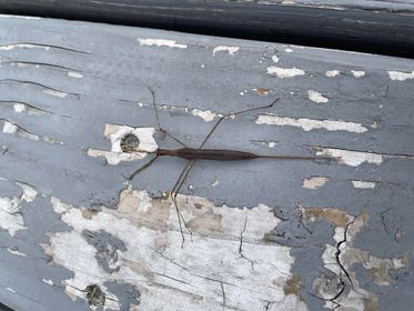 Closeup of a slender, brown aquatic bug laying on some outdoor furniture with peeling grey paint.