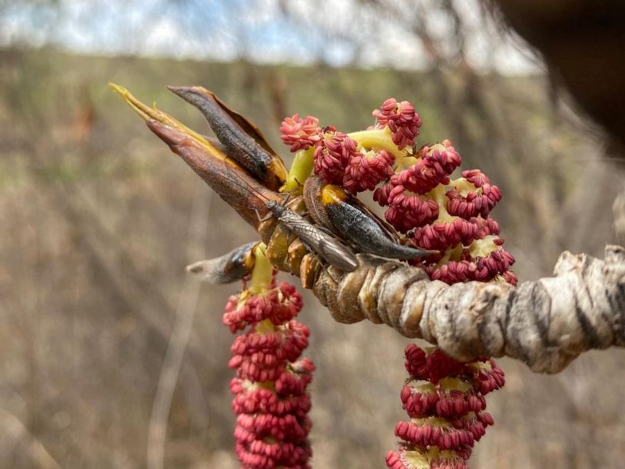 Closeup of a small, dark brown stonefly nestled near bright red cottonwood buds.