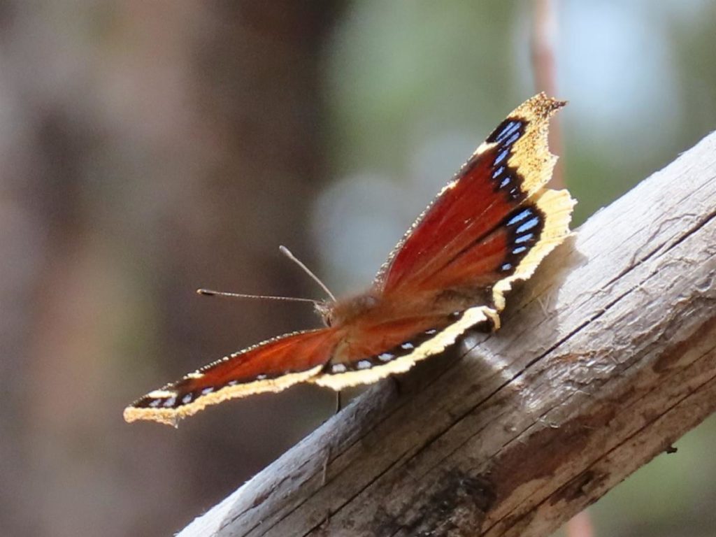 A dark brown butterfly with yellow wing edges sunning itself on a branch.