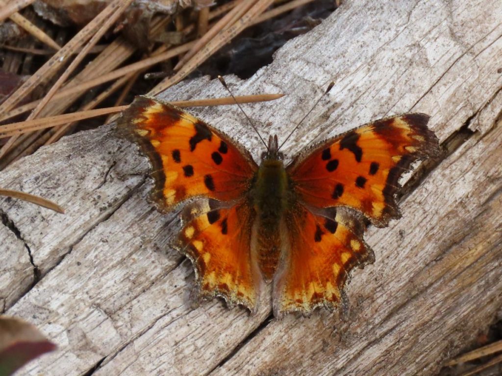 An orange butterfly with black spots resting on a log.