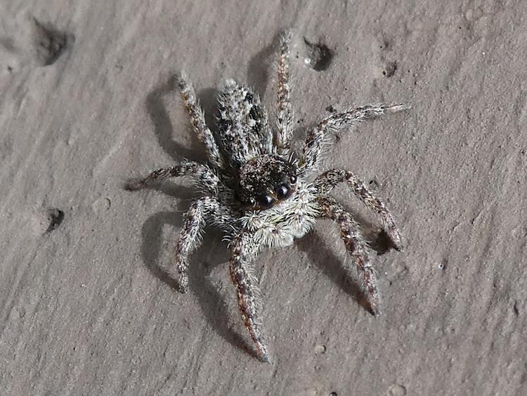 Closeup of a fuzzy, grey spider with large adorable eyes.