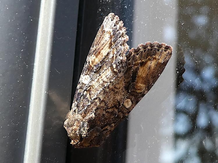 Closeup of a cryptic brown moth on a window.