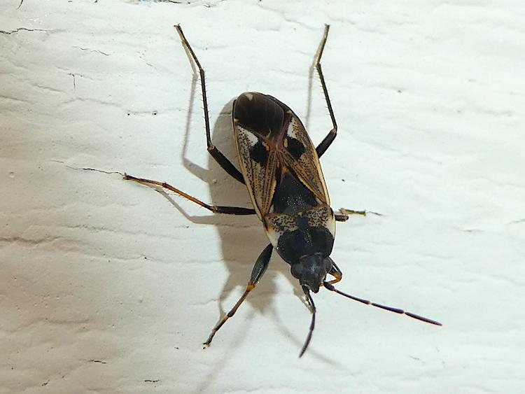 Closeup of a black true bug with elaborate brown patterning on a white background.