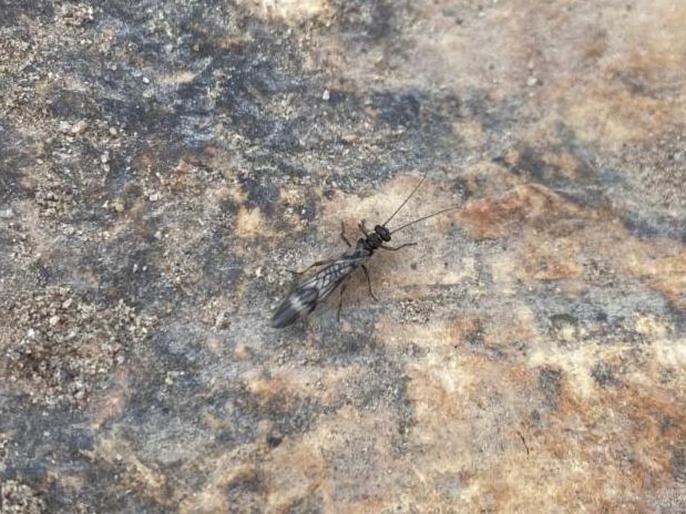 A minuscule, dark stonefly with smoky wings perched on a rock.