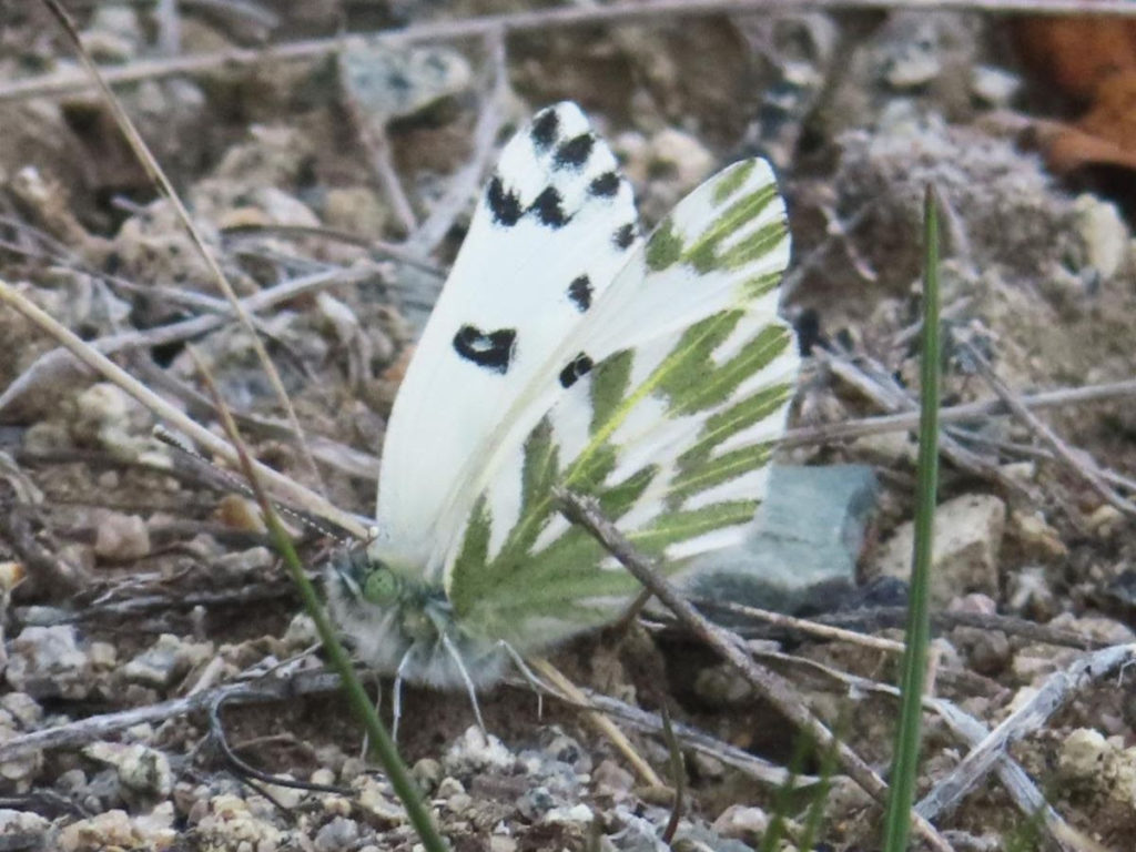A white butterfly with black spots and striking green stripes perched on the ground.