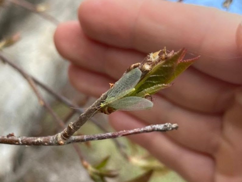 A small green insect with intricate net-laced wings on a budding branch.