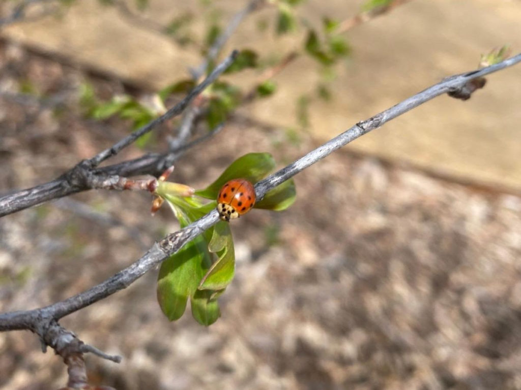 A classic-looking ladybug on a budding branch.