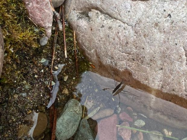 A black water strider resting on the surface of the water.