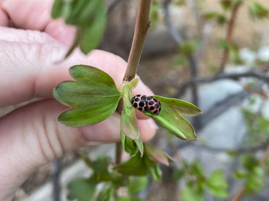 Two pinkish ladybugs with comically large black spots mating on a branch.