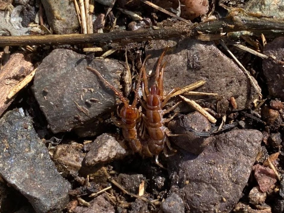 A reddish-brown centipede attempting to hide between rocks.
