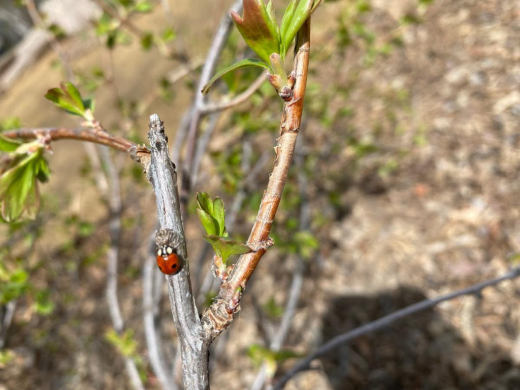 A classic-looking ladybug with two spots on a branch.
