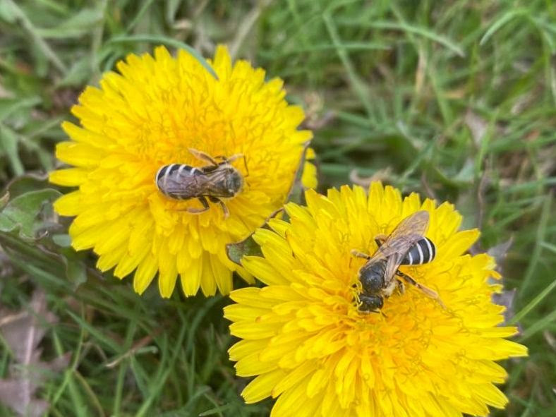Two small striped sweat bees feeding on two yellow dandelions.