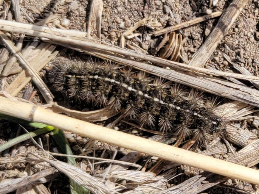 A spiky brown caterpillar with a faint white stripe crawling across the ground.