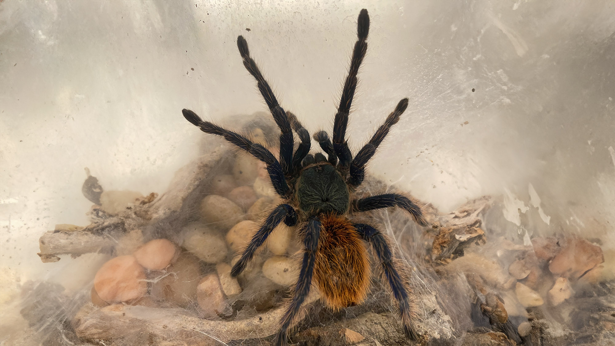 Photo of our green bottle tarantula, Glenn, in his enclosure.